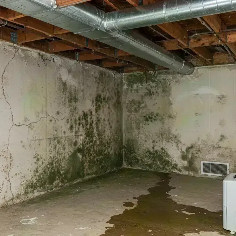 Professional Mold Removal in Grand Junction, CO